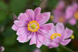Anemone hupehensis 'Ouvertüre'; hier mit Blüte; schneckensicher (schneckenresistent); Einsatzmöglichkeit z.B. : Rabatten;;ab 0,00 Euro