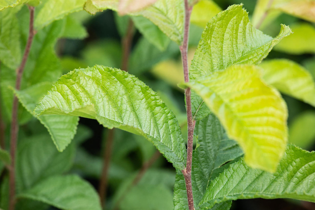Photinia villosa , erhältlich von 40-60 bis 175-200 cm;;ab 14,00 Euro