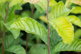 Photinia villosa , erhältlich von 40-60 bis 175-200 cm;;ab 14,00 Euro