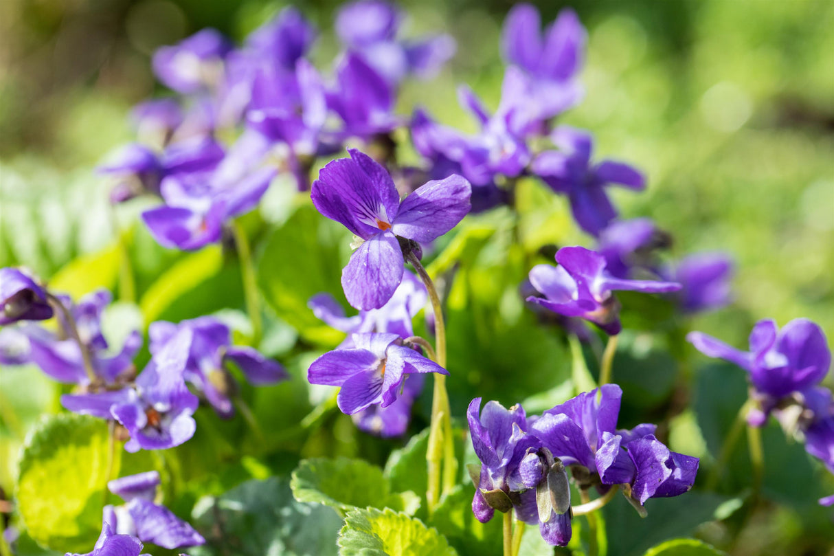 Viola odorata 'Königin Charlotte' mit Blüte; Einsatz: ;;ab 3,90 Euro