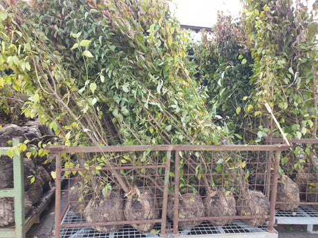 Cornus mas; vorbereitet für Versand; bietet Vögeln Schutz; Einsatzmöglichkeit z.B. : Windschutzgehölz;;ab 3,02 Euro