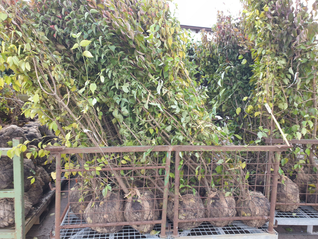 Cornus mas VkG 1, 2, 3, 4, 5, 6; vorbereitet für Versand; bietet Vögeln Schutz; Einsatzmöglichkeit z.B. : Windschutzgehölz;;ab 4,95 Euro