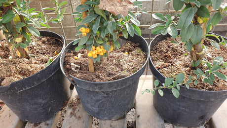 Synonym (alte Bezeichnung): Pyracantha 'Sungold'; hier im Topf; winterhart; Einsatzmöglichkeit z.B. : Vogelnährgehölz;;günstig mit Qualität