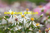 Genaues Foto für Aster ericoides 'Weißer Zwerg' folgt; dieses ähnliche Bild dient der Illustration von Garten-Myrten-Aster