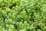 Sedum acre; schneckensicher (schneckenresistent);;ab 0,00 Euro