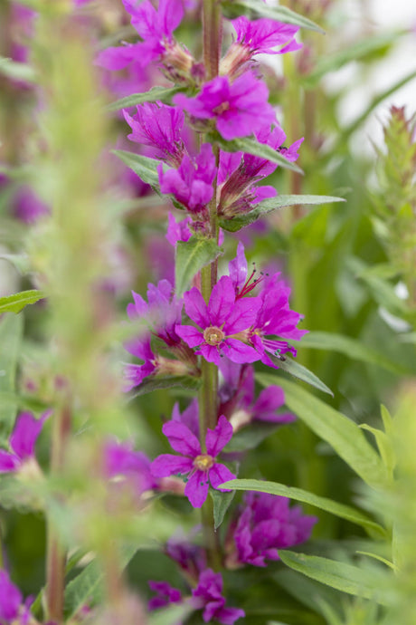 Lythrum salicaria mit Blüte; Einsatz: , ;;ab 2,73 Euro