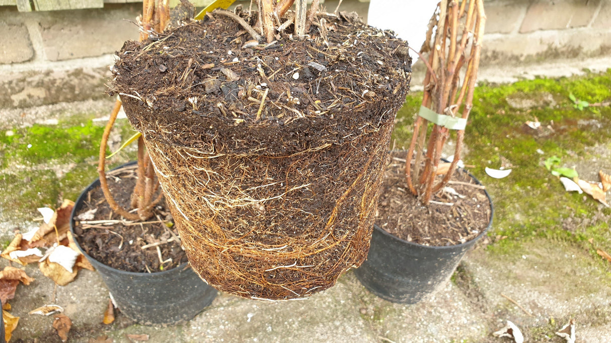 Himbeere 'Willamette'; hier im Topf; mittelgroße Früchte; Einsatzmöglichkeit z.B. : Hausgarten;;hier kaufen