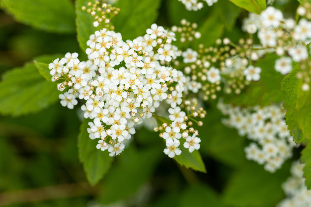 Spiraea decumbens mit Blüte, erhältlich von 15-20 bis 20-30 cm; Einsatz: ;;ab 6,75 Euro