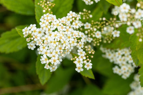 Spiraea decumbens mit Blüte, erhältlich von 15-20 bis 20-30 cm; Einsatz: ;;ab 6,75 Euro