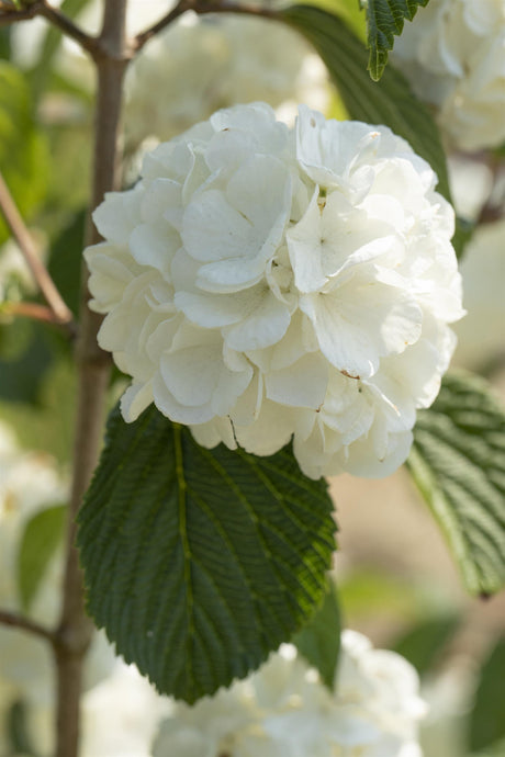 Viburnum plicatum 'Rotundifolium' mit Blüte, erhältlich von 40-60 bis 60-80 cm; Einsatz: ;;ab 35,60 Euro