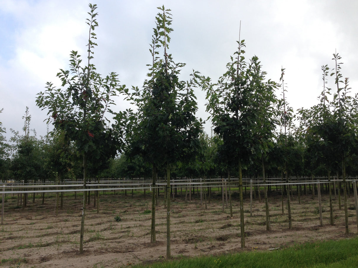 Quercus coccinea robust;;mit zeitnaher Lieferung