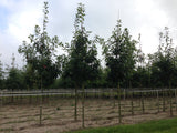 Quercus coccinea robust;;mit zeitnaher Lieferung