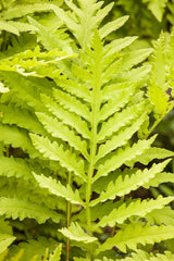 Matteuccia struthiopteris; hier mit Blüte; winterhart; Einsatzmöglichkeit z.B. : Schattiger Garten;;ab 0,00 Euro