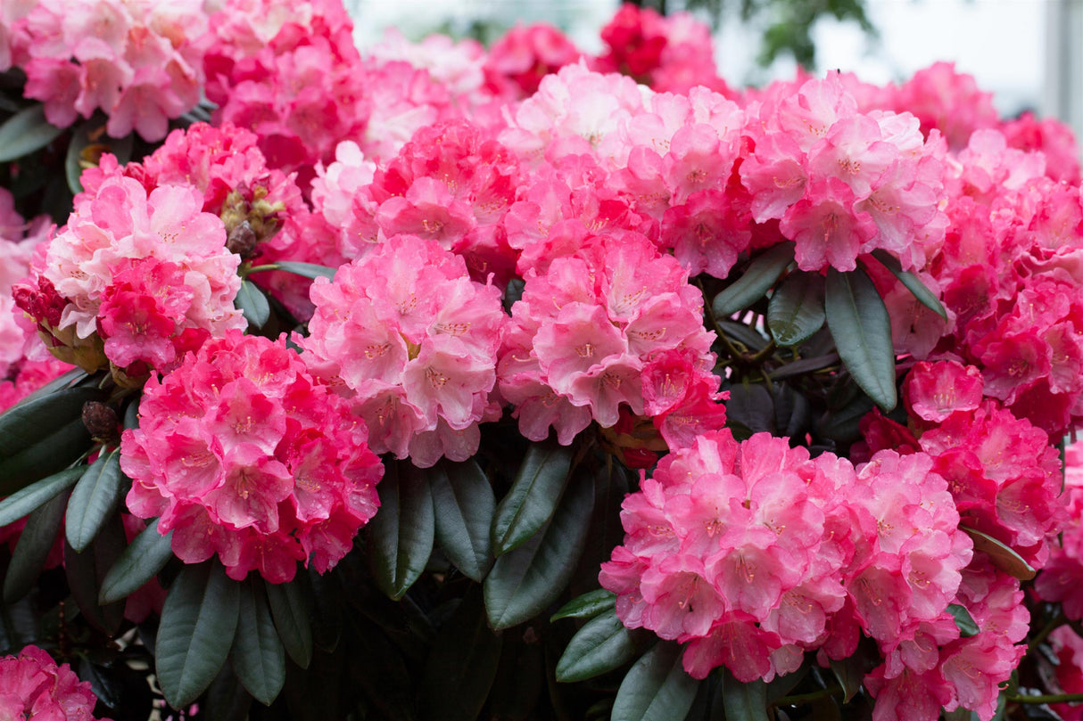 Rhododendron yak. 'Fantastica' mit Blüte, erhältlich von 40-50 bis 80-90 cm; Einsatz: ;;ab 58,00 Euro