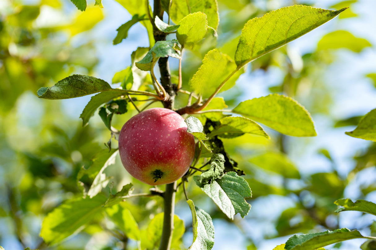 Malus 'Kaiser Wilhelm' mit Früchten, erhältlich von 150-200 bis 450-650 cm; Einsatz: ;;ab 34,60 Euro