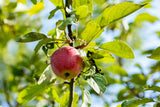 Malus 'Kaiser Wilhelm'; mit Früchten/Fruchtbehang; mittelgroße Früchte; Einsatzmöglichkeit z.B. : anspruchslose Pflanze; verfügbar in 18 Größen und Varianten;;ab 48,10 Euro