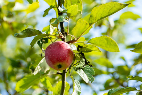 Malus 'Kaiser Wilhelm' mit Früchten, erhältlich von 150-200 bis 450-650 cm; Einsatz: ;;ab 34,60 Euro