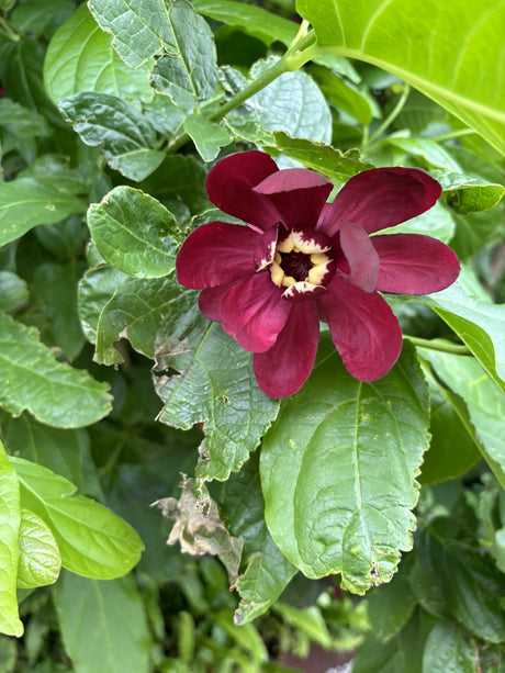 Calycanthus floridus mit Blüte, erhältlich von 40-60 bis 175-200 cm; Einsatz: ;;ab 26,60 Euro