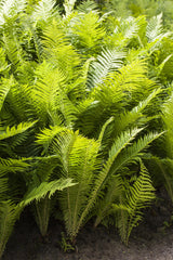 Polystichum aculeatum; winterhart;;ab 0,00 Euro
