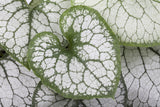 Brunnera macrophylla 'Jack Frost'; winterhart;;ab 0,00 Euro