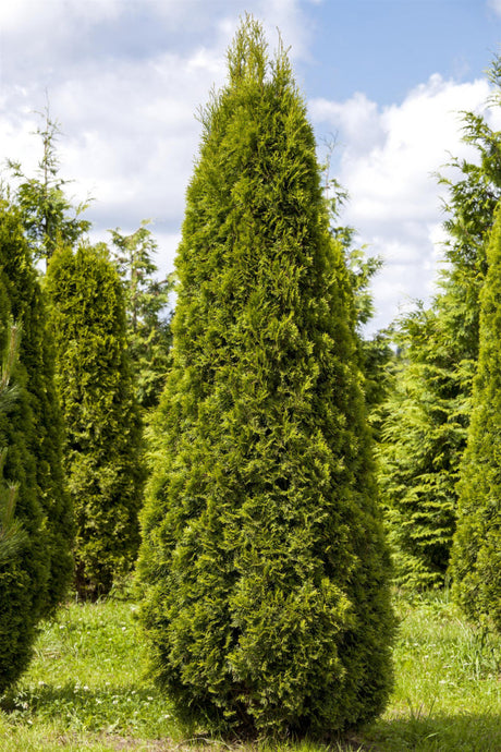 Synonym (alte Bezeichnung): Thuja occidentalis 'Emeraude'; als Pflanze im Beet; nahrungsquelle für Insekten; Einsatzmöglichkeit z.B. : Grundstücksabgrenzung;;mit zeitnaher Lieferung