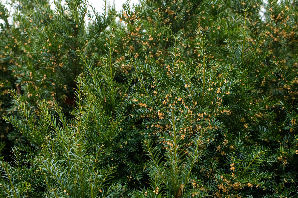 Taxus baccata , erhältlich von 8-12 bis 200-225 cm;;ab 1,66 Euro