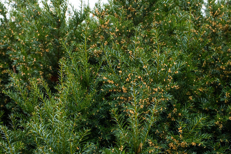 Taxus baccata , erhältlich von 8-12 bis 200-225 cm;;ab 1,66 Euro