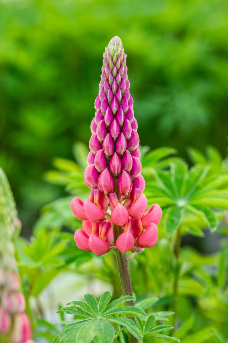 Lupinus polyphyllus 'Kronleuchter' mit Blüte; Einsatz: ;;ab 4,80 Euro