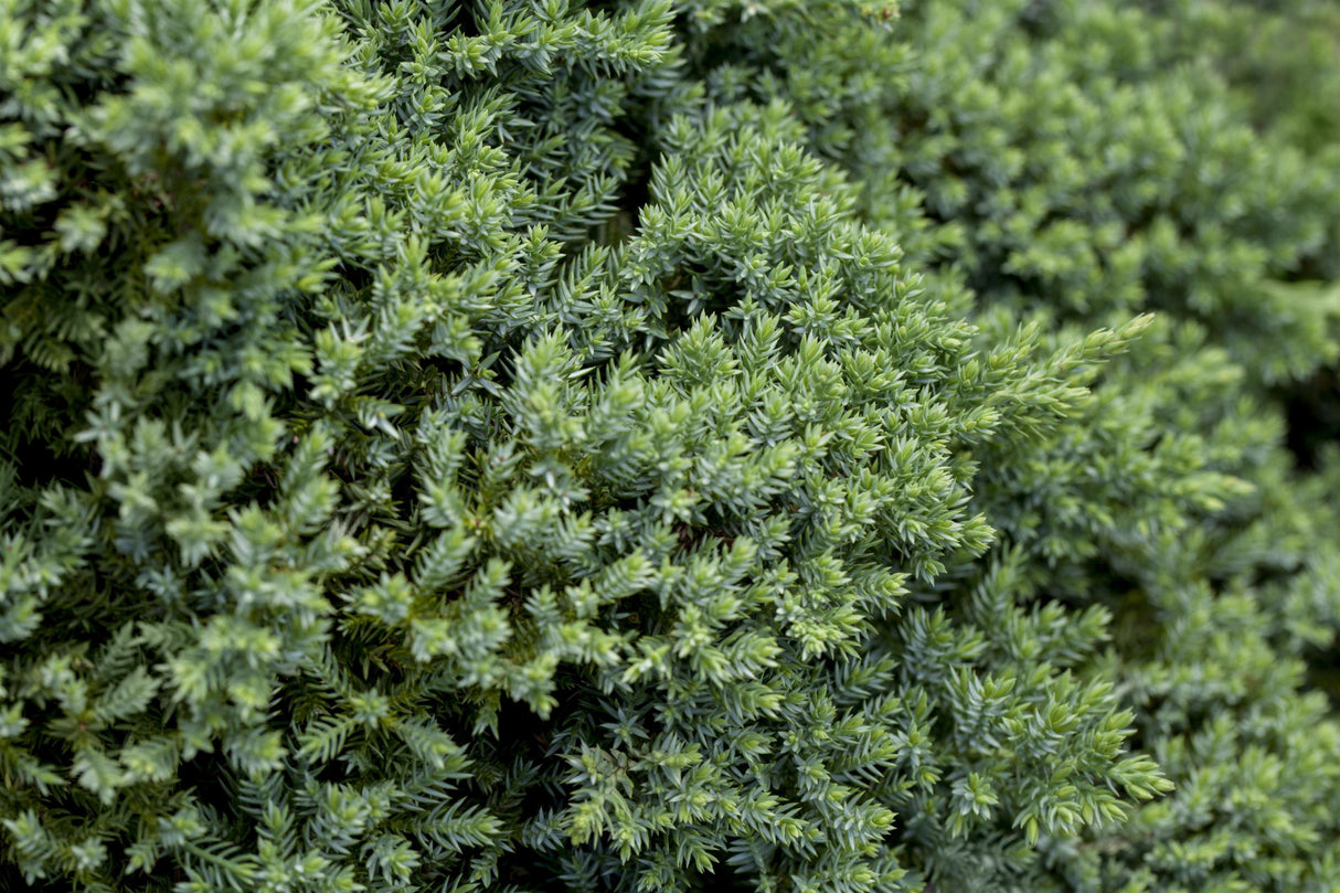 Juniperus procumbens 'Nana' , erhältlich von 15-20 bis 50-60 cm;;ab 18,40 Euro