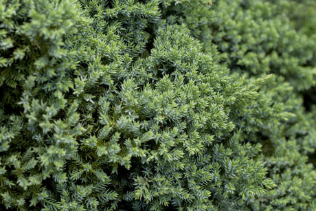 Juniperus procumbens 'Nana' , erhältlich von 15-20 bis 50-60 cm;;ab 18,40 Euro