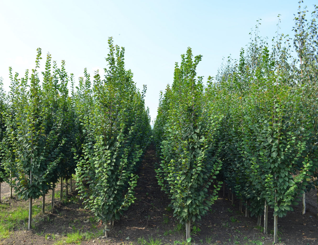 Carpinus betulus 'Lucas' , erhältlich von 270-330 bis 450-650 cm;;ab 491,00 Euro