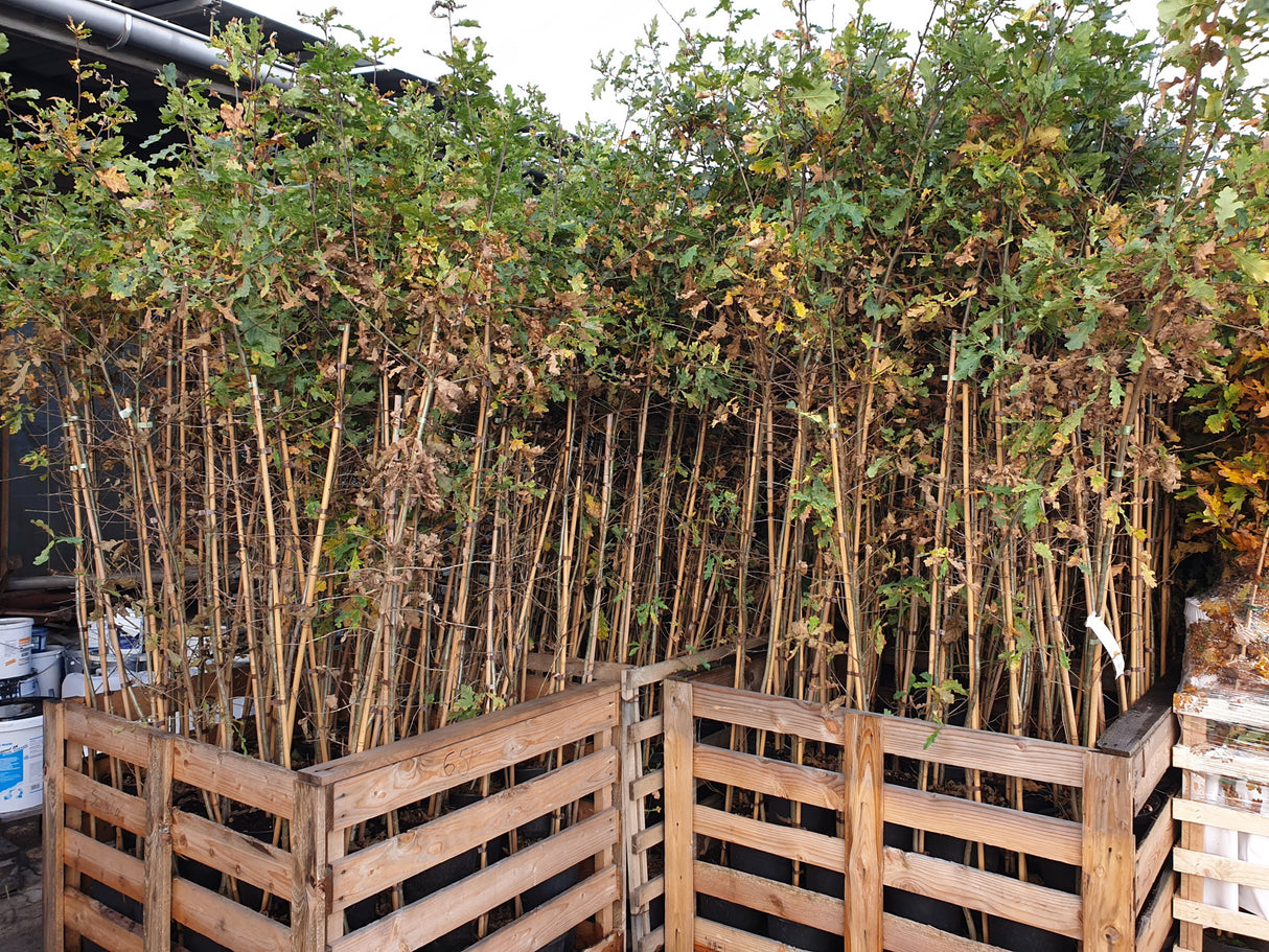 Quercus robur; vorbereitet für Versand; natürlich; Einsatzmöglichkeit z.B. : freie Landschaft;;ab 1,72 Euro