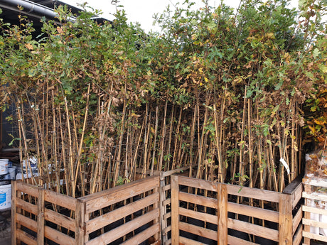 Quercus robur VkG 4; vorbereitet für Versand; natürlich; Einsatzmöglichkeit z.B. : freie Landschaft;;ab 2,72 Euro