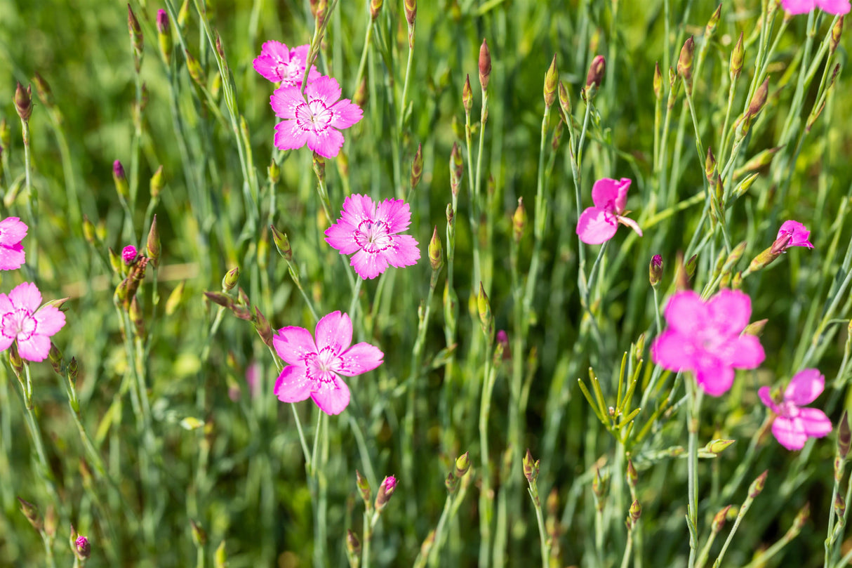 Dianthus deltoides 'Roseus' mit Blüte; Einsatz: ;;ab 2,84 Euro