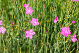 Dianthus deltoides 'Roseus'; hier mit Blüte; schneckensicher (schneckenresistent); Einsatzmöglichkeit z.B. : Steingärten;;ab 0,00 Euro
