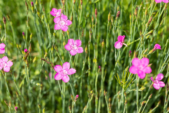 Dianthus deltoides 'Roseus' mit Blüte; Einsatz: ;;ab 2,84 Euro