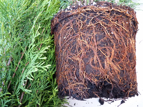 Thuja occidentalis 'Smaragd'; hier im Topf; pflegeleicht; Einsatzmöglichkeit z.B. : Vogelschutzhecke;;ab 13,40 Euro