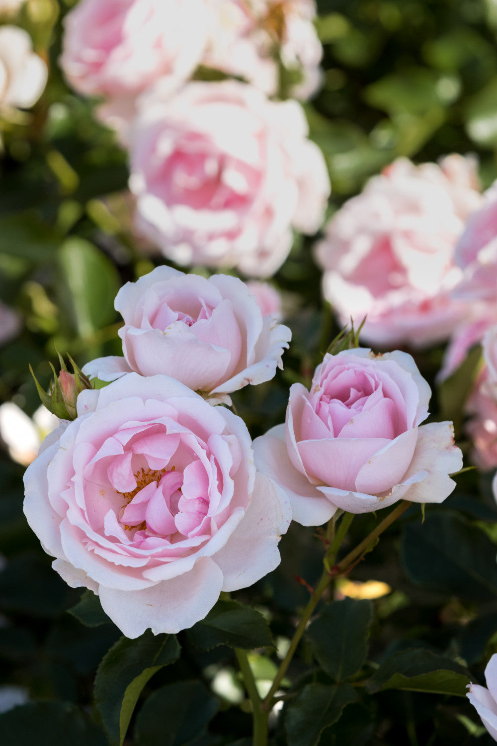 Rosa 'Ballade' BT mit Blüte; Einsatz: ;;ab 8,10 Euro