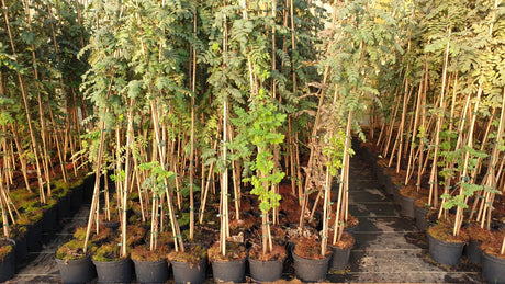 Felsenbirne; als Pflanze im Beet; standorttolerant; Einsatzmöglichkeit z.B. : Wildobstgehölz;;mit zeitnaher Lieferung