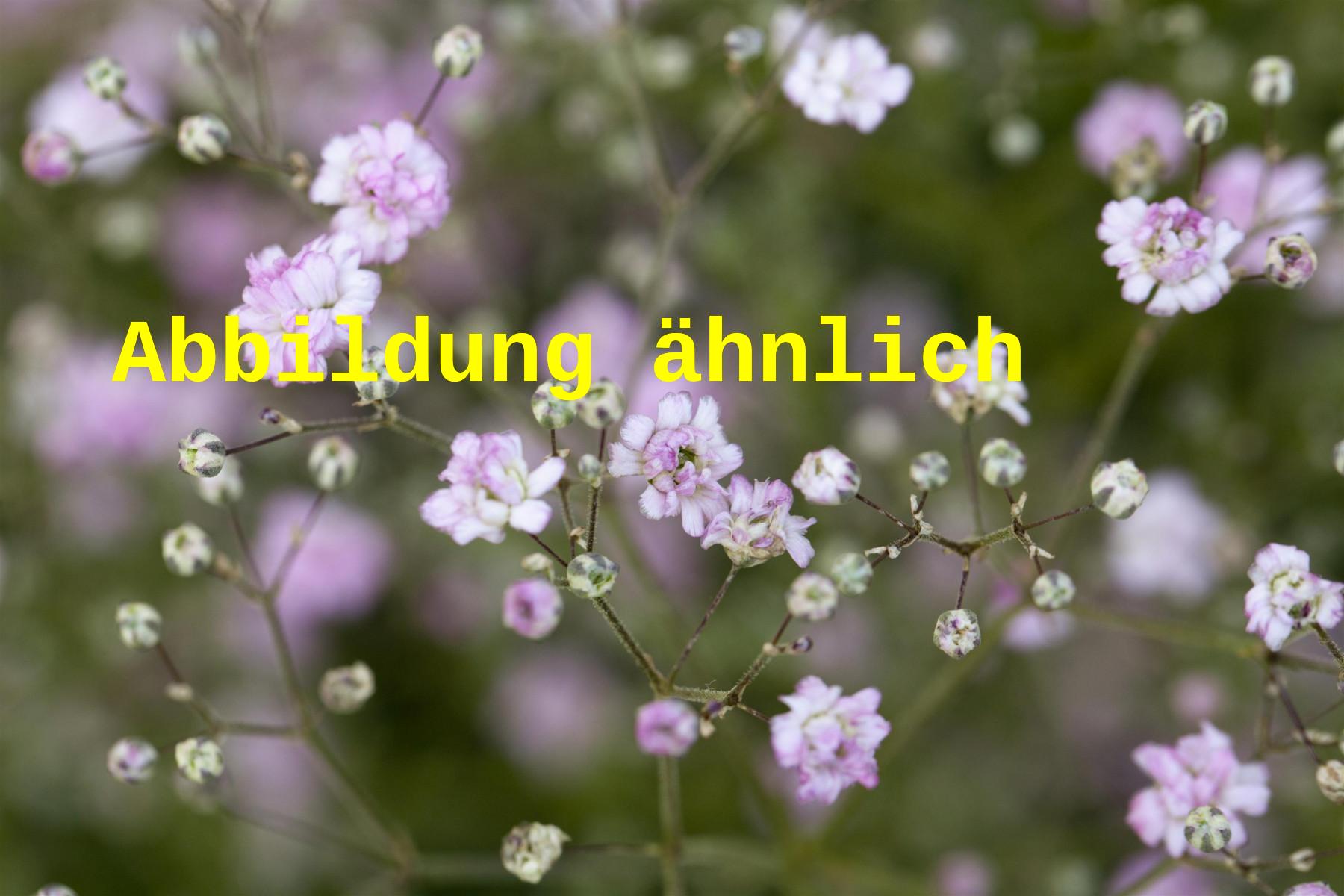 Gypsophila repens 'Pink Star' (Garten-Schleierkraut)