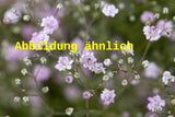 Genaues Foto für Gypsophila repens 'Pink Star' folgt; dieses ähnliche Bild dient der Illustration von Garten-Schleierkraut