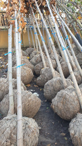 Acer platanoides 'Emerald Queen'; vorbereitet für Versand; schnellwüchsig; Einsatzmöglichkeit z.B. : Allee; erhältlich mit Stammumfang von 12-14 bis 20-25 cm;;günstig mit Qualität