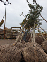 Crataegus laevigata 'Paul's Scarlet'; vorbereitet für Versand; blütenpracht; Einsatzmöglichkeit z.B. : kleinkroniger Baum;;Pflanzen vom Profi