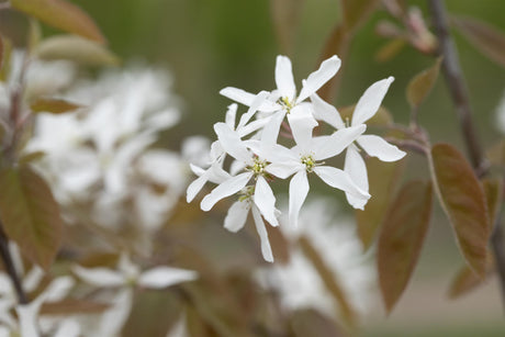 Amelanchier laevis 'Ballerina' mit Blüte, erhältlich als: Hochstamm, Solitär, verschulte Sträucher; Einsatz: Heckenpflanzefruchttragend;;günstig mit Qualität