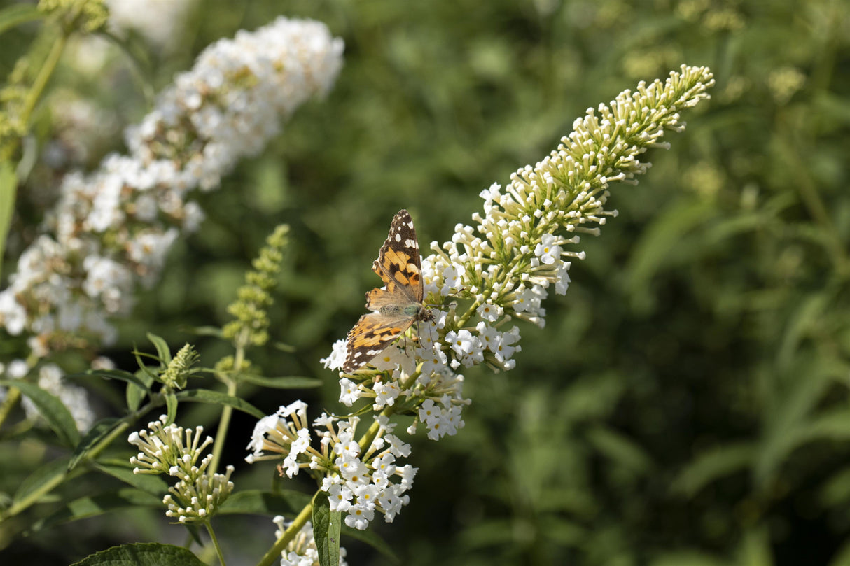 Buddleja 'White Profusion' mit Blüte, erhältlich von 60-100 bis 125-150 cm; Einsatz: ;;ab 13,00 Euro