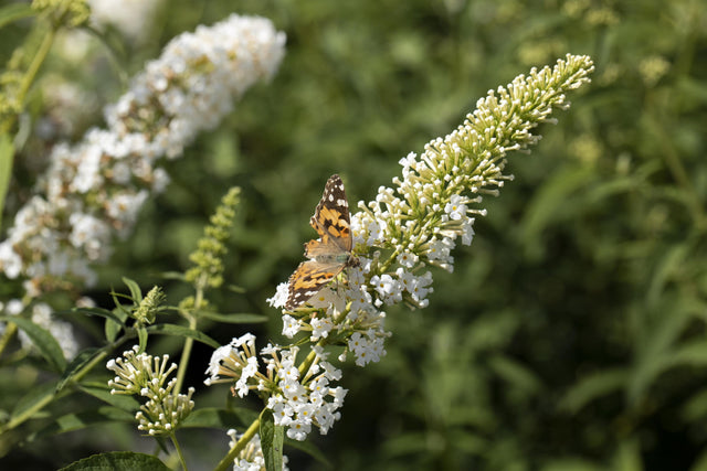 Buddleja 'White Profusion' mit Blüte, erhältlich von 60-100 bis 125-150 cm; Einsatz: ;;ab 13,00 Euro