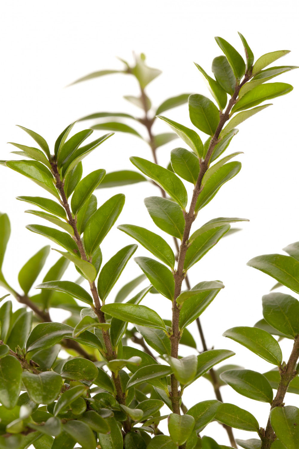 Lonicera nitida 'Elegant' mit Belaubung, erhältlich von 20-30 bis 30-40 cm; Einsatz: ;;ab 3,00 Euro