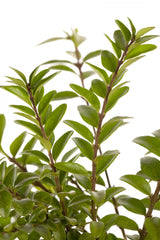 Lonicera nitida 'Elegant'; hier mit Belaubung; kompakt; Einsatzmöglichkeit z.B. : Hecke; verfügbar in 2 Größen und Varianten;;ab 4,05 Euro