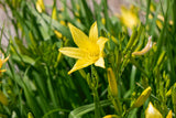 Hemerocallis minor; hier mit Blüte; winterhart; Einsatzmöglichkeit z.B. : Beete;;ab 0,00 Euro