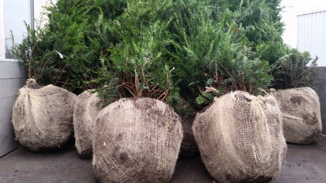 Taxus baccata; hier als Ballenpflanze; robust gegen Krankheiten; Einsatzmöglichkeit z.B. : Gärten;;ab 2,14 Euro